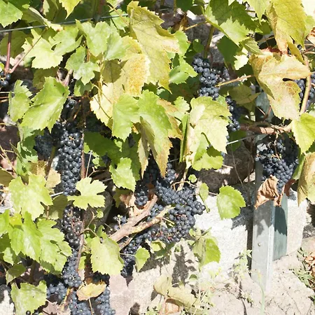 Nad Zalewem Appartement *