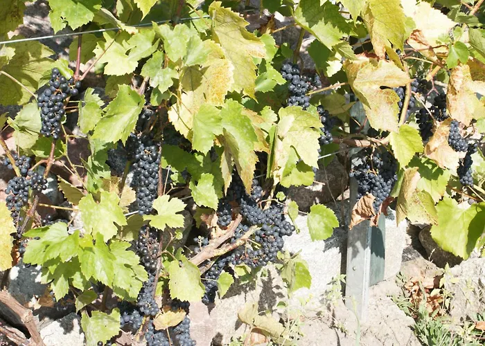 Nad Zalewem דירה *